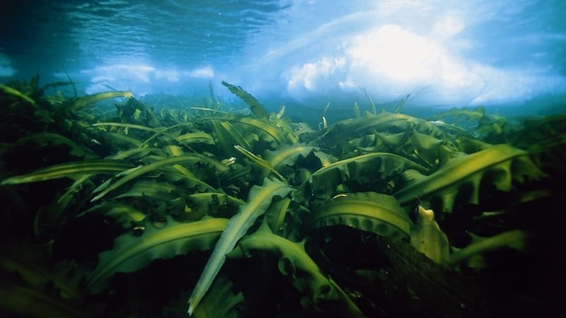 Kelp - Engrais à base d'algues marines