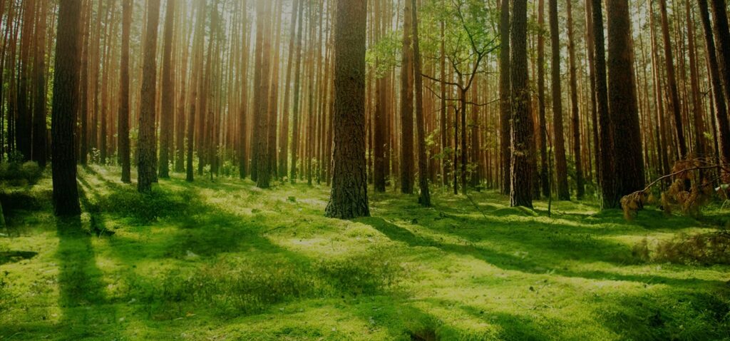 Des forêts éco-gérée pour un bois de chauffage durable