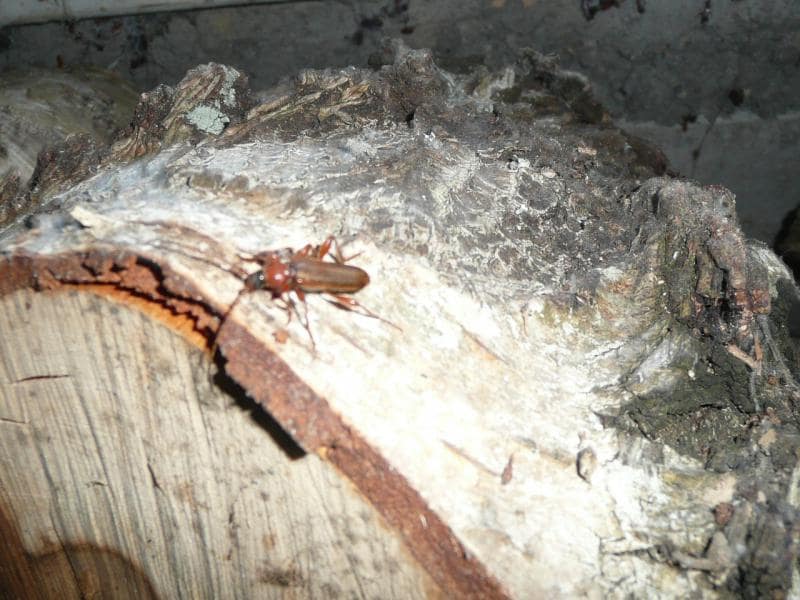 insectes dans le bois de chauffage