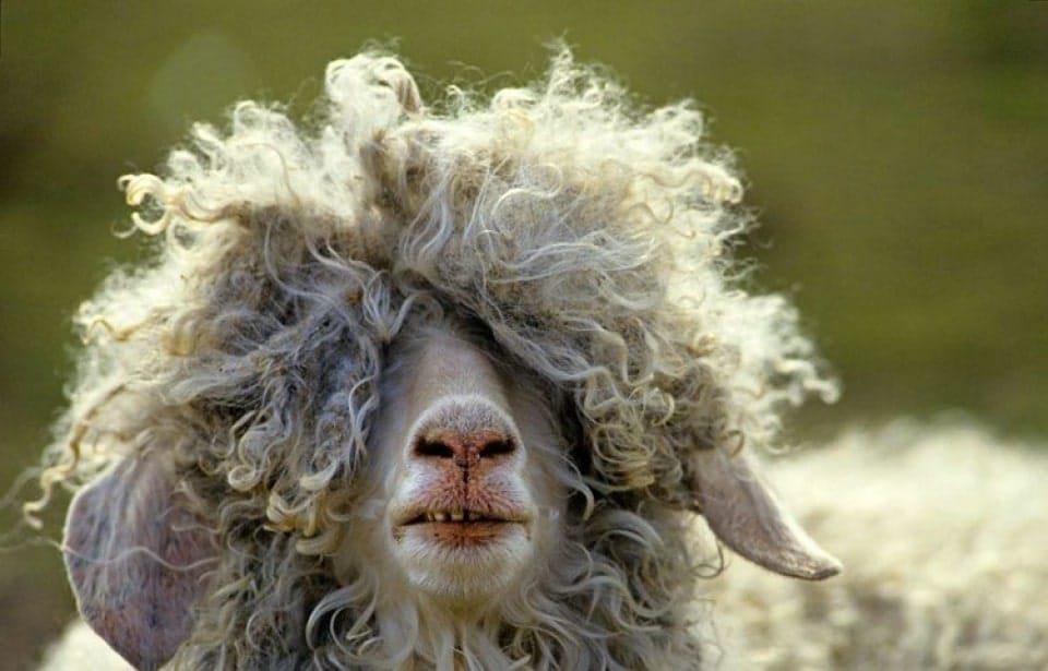 Les fibres animales: des matériaux circulaires et performants !