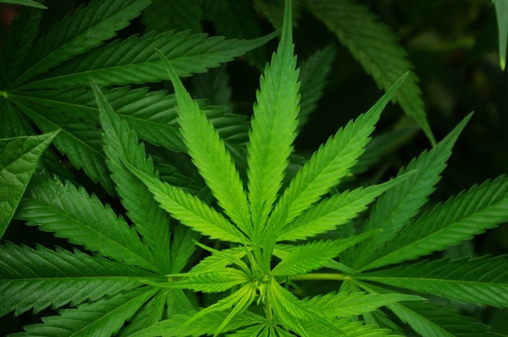 Des feuilles de chanvre. Oui, c'est un cannabinoïdes.. ca se voit !